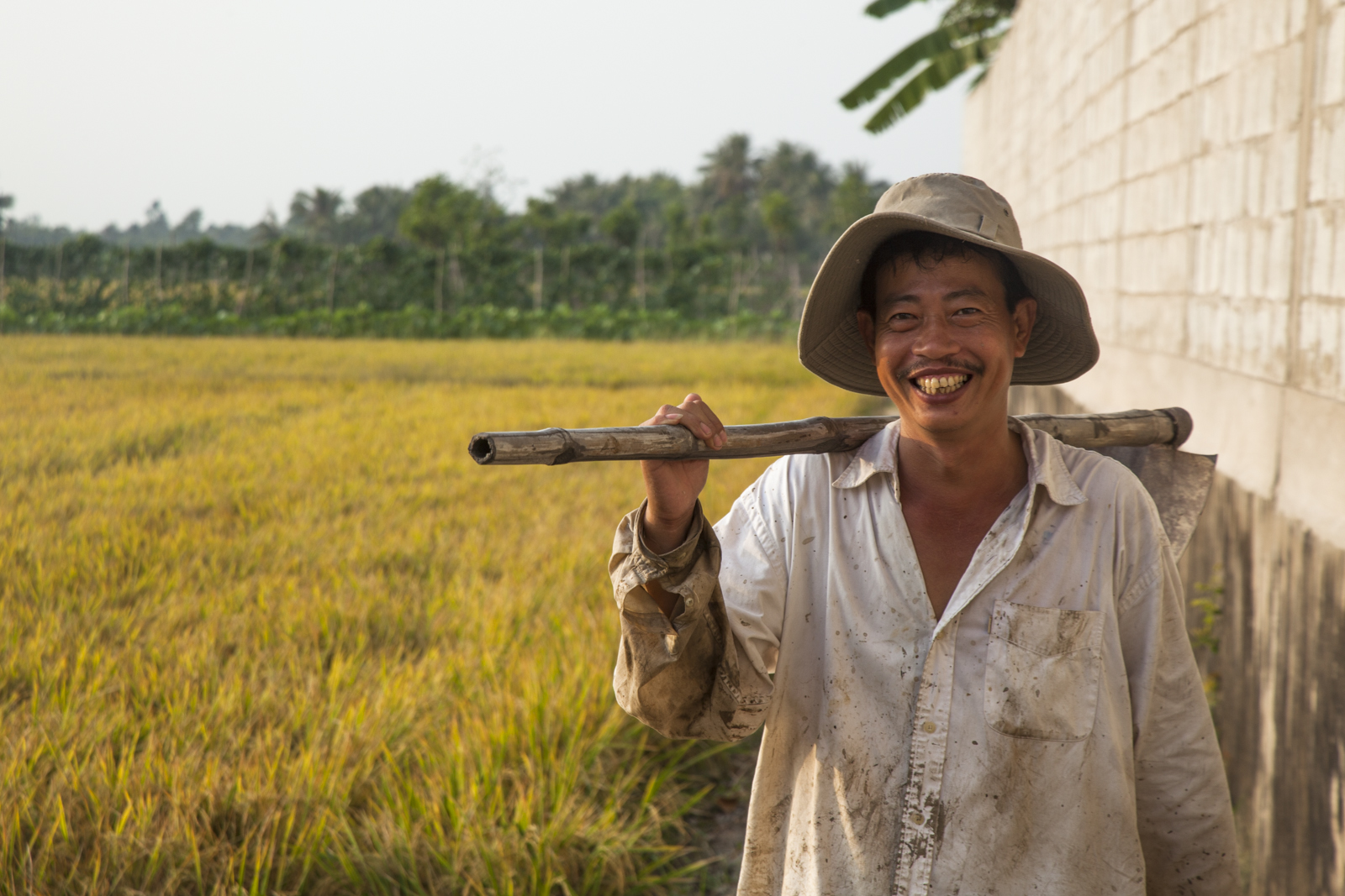 Rice Paddy, Mekkong Delta, Vietnam