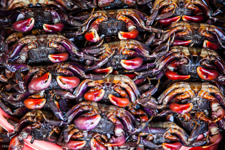 Crabs, Halong Bay
