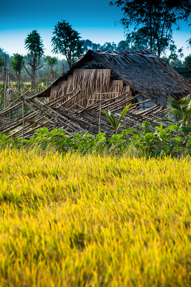 Rice Fields Cambodia